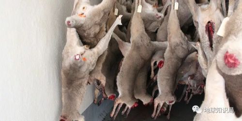 袋鼠能不能吃食物,巨型袋鼠吃什么