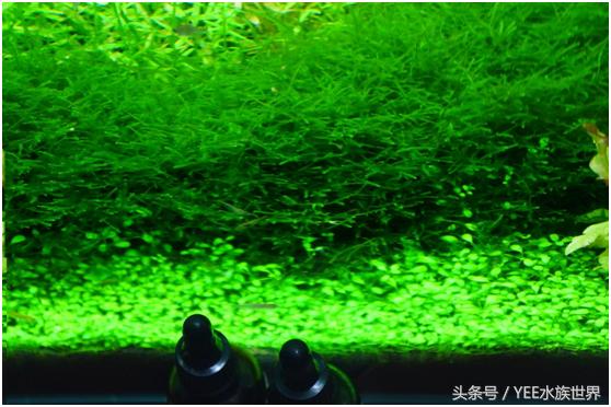 矮珍珠养护注意事项,矮珍珠草坪造景