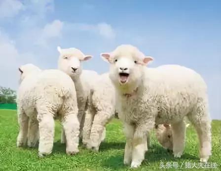 小羊羔涨肚子怎么回事,小羊羔涨肚子怎么治