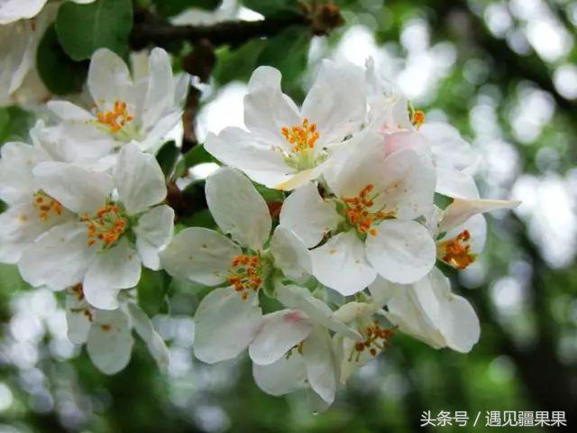 伊犁最美旅游风景区,伊犁旅游攻略探索最美风光