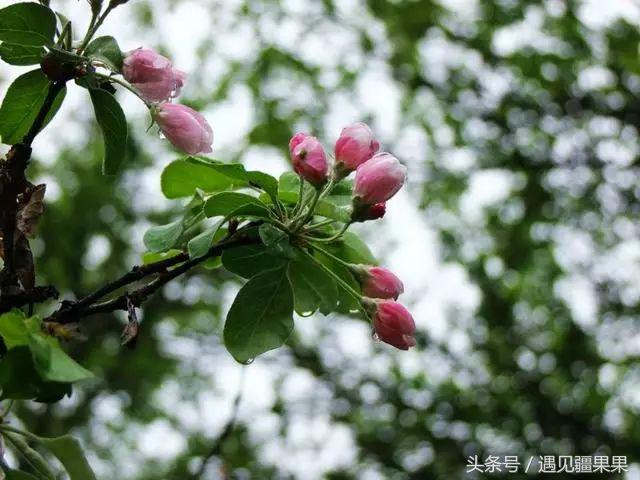 伊犁最美旅游风景区,伊犁旅游攻略探索最美风光