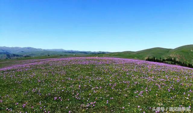 伊犁最美旅游风景区,伊犁旅游攻略探索最美风光