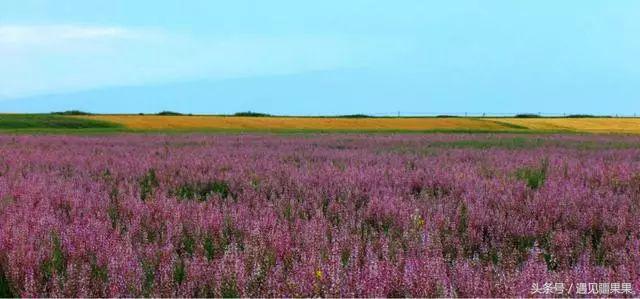 伊犁最美旅游风景区,伊犁旅游攻略探索最美风光