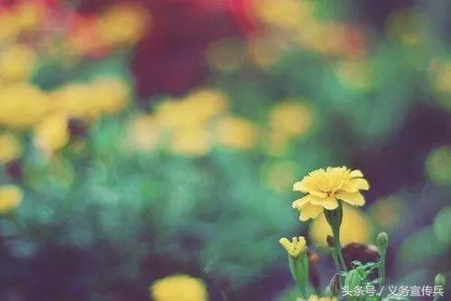 心灵鸡汤经典语录简短致自己,心灵鸡汤励志经典句子句句暖心