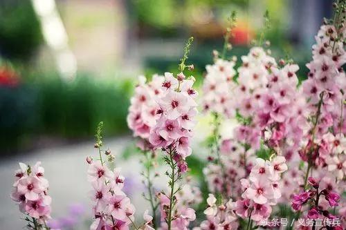 心灵鸡汤经典语录简短致自己,心灵鸡汤励志经典句子句句暖心