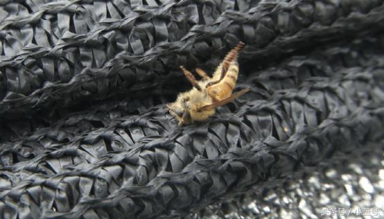 蜂群过冬有蜜蜂大量死亡什么原因,养了六十箱蜜蜂全死了