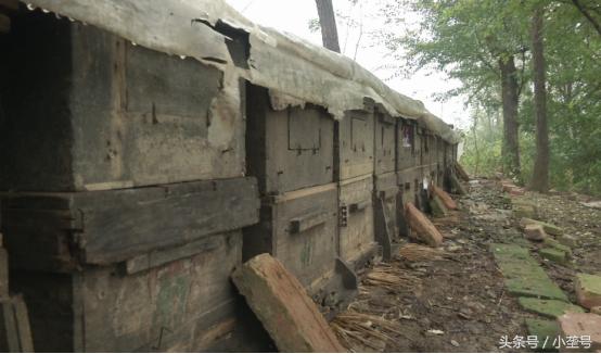 蜂群过冬有蜜蜂大量死亡什么原因,养了六十箱蜜蜂全死了