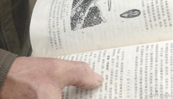 蜂群过冬有蜜蜂大量死亡什么原因,养了六十箱蜜蜂全死了