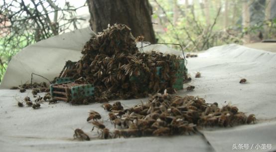 蜂群过冬有蜜蜂大量死亡什么原因,养了六十箱蜜蜂全死了