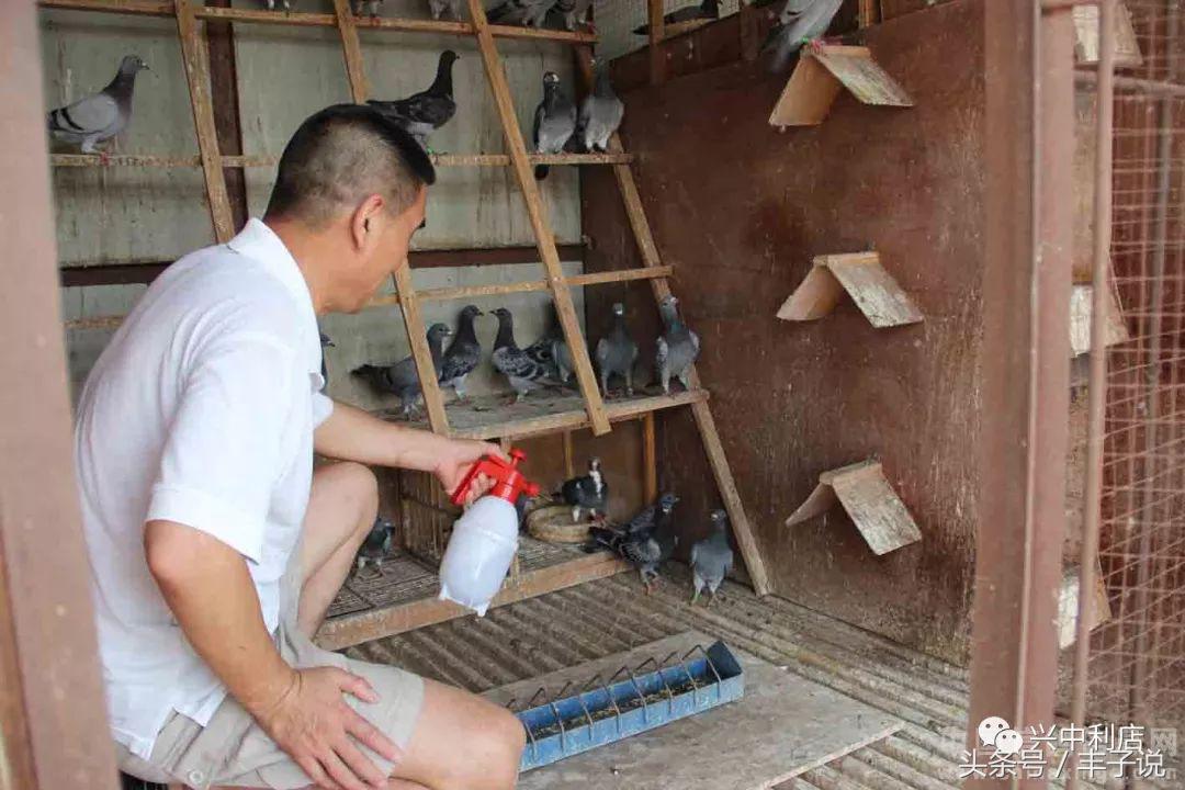 如何做好鸽舍卫生？尤其城市养鸽的看看