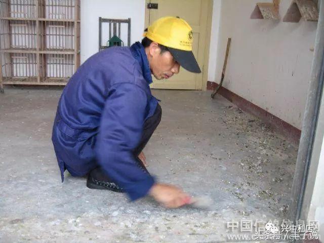 如何做好鸽舍卫生？尤其城市养鸽的看看