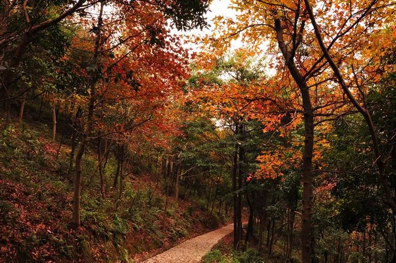 北仑山上最好的风景,北仑适合夜爬的山