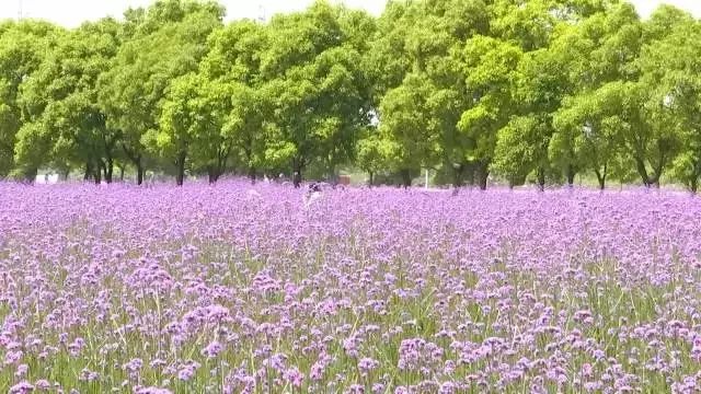 宁波32个免费景点,宁波自驾游一日游免费景点