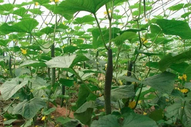 如何科学区分和防治黄瓜病害