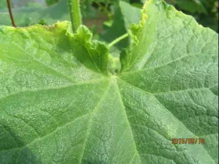 如何科学区分和防治黄瓜病害