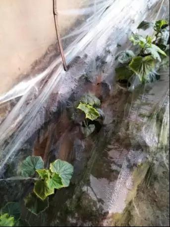 如何科学区分和防治黄瓜病害