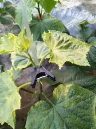 如何科学区分和防治黄瓜病害