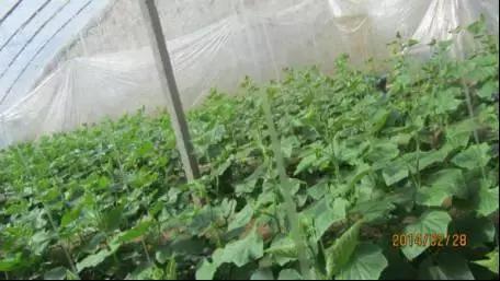 如何科学区分和防治黄瓜病害