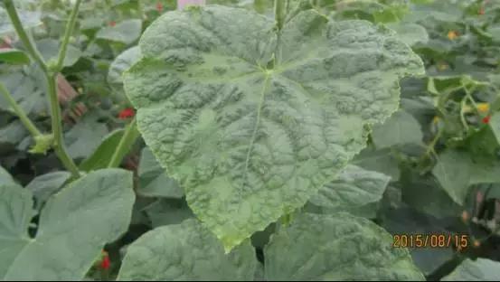 如何科学区分和防治黄瓜病害