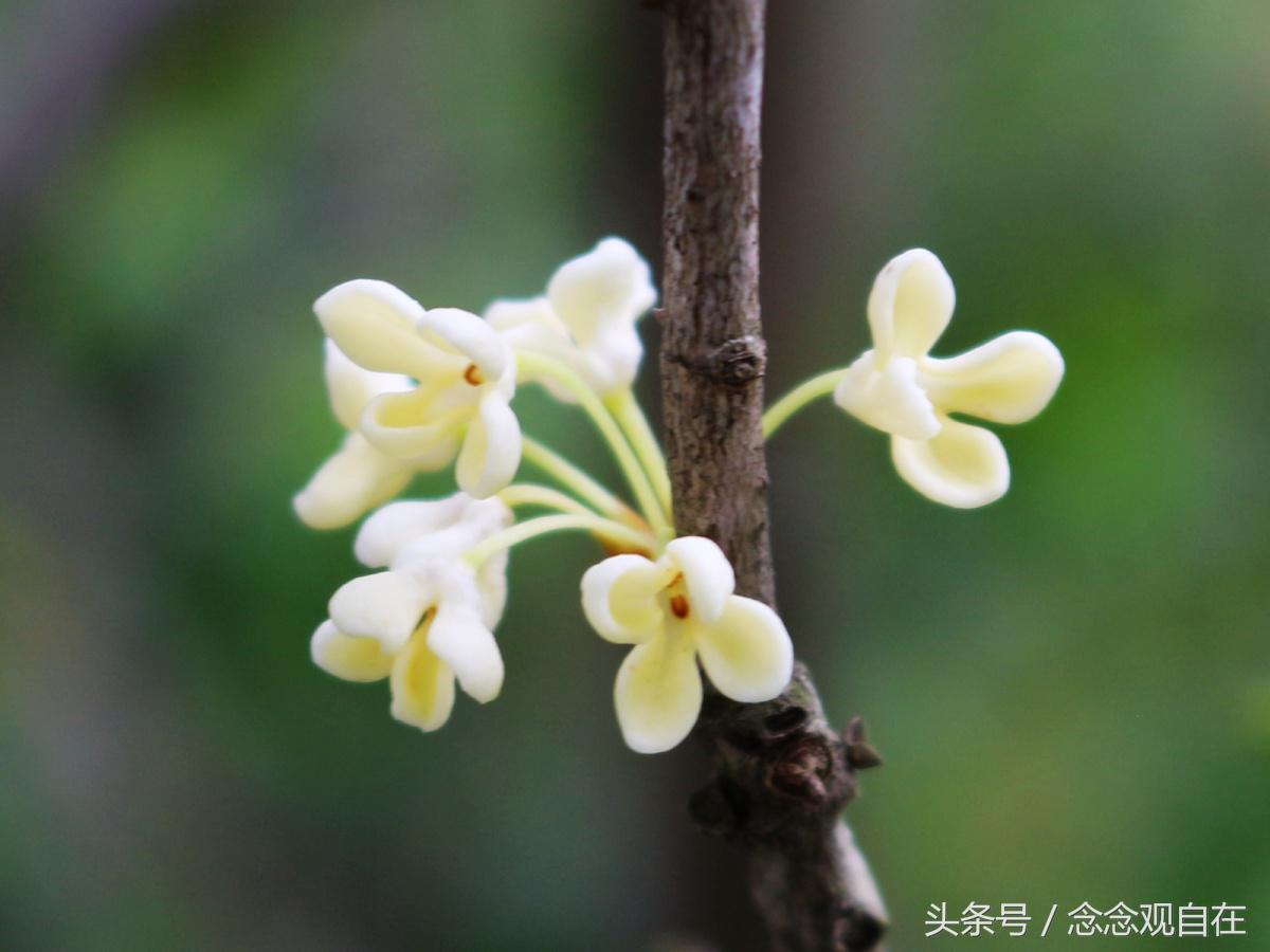 十二药叉神将讲解,药师佛十二药叉神将