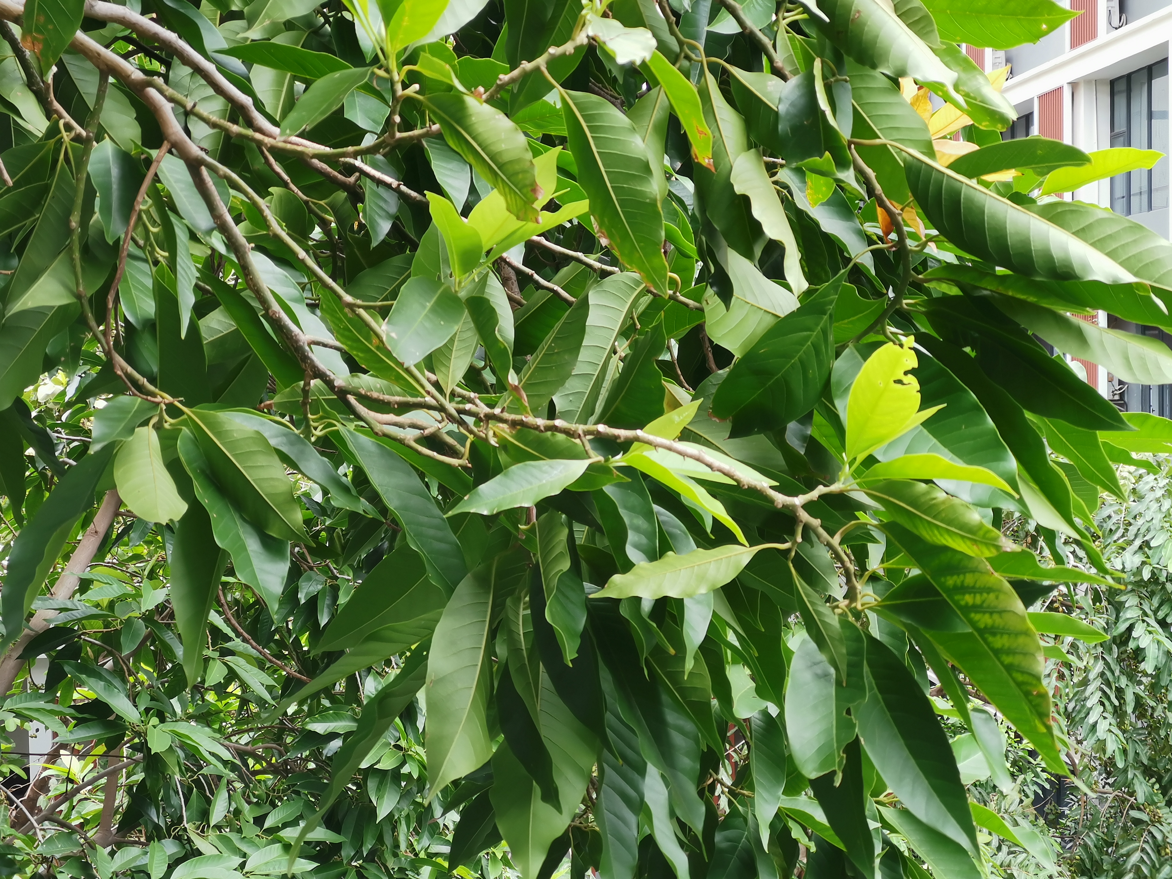 华为mate20测评拼多多,华为mate20缺点测评