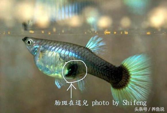 如何避免孔雀鱼生小鱼后吃小鱼,怎样避免孔雀鱼小鱼被吃