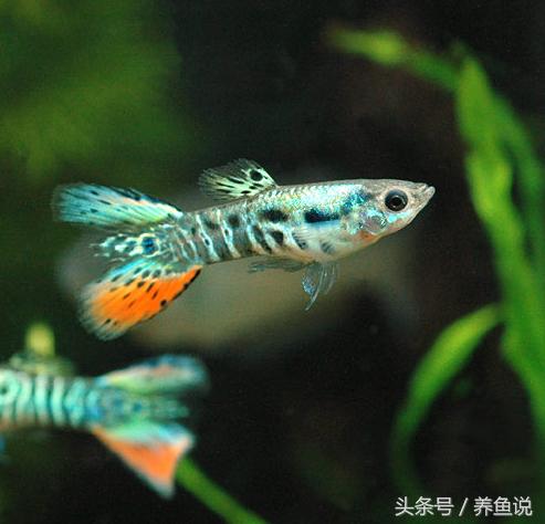 孔雀鱼怎么养尾巴才会变大,孔雀鱼怎么养呀视频播放