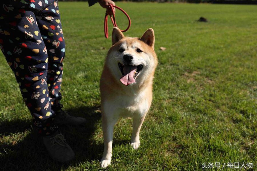 柴犬被拍卖后续,法院拍卖柴犬现状