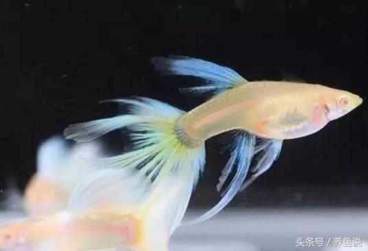 孔雀鱼怎么养尾巴才会变大,孔雀鱼怎么养呀视频播放