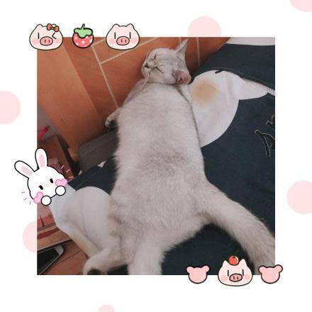 那些宠物的奇葩睡姿,最奇葩的宠物睡姿图