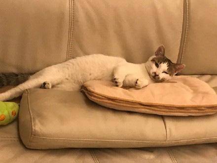 那些宠物的奇葩睡姿,最奇葩的宠物睡姿图