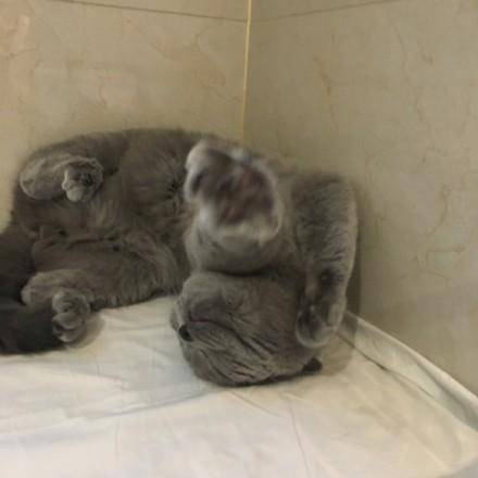 那些宠物的奇葩睡姿,最奇葩的宠物睡姿图