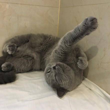 那些宠物的奇葩睡姿,最奇葩的宠物睡姿图