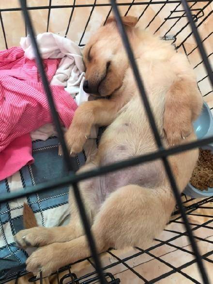 那些宠物的奇葩睡姿,最奇葩的宠物睡姿图