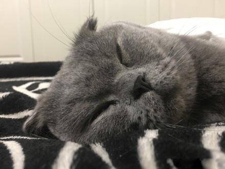 那些宠物的奇葩睡姿,最奇葩的宠物睡姿图