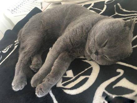 那些宠物的奇葩睡姿,最奇葩的宠物睡姿图