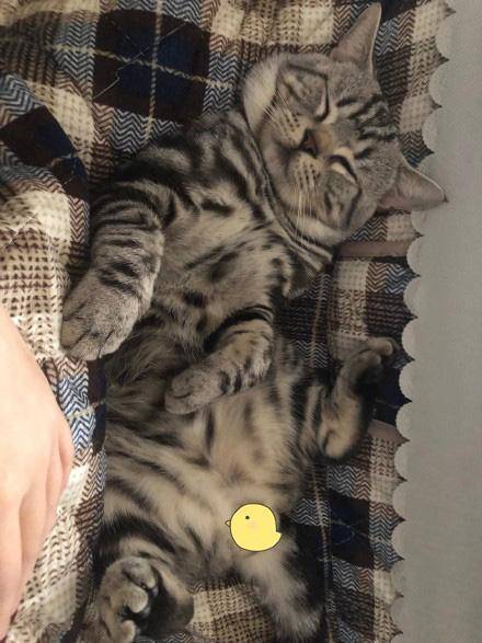 那些宠物的奇葩睡姿,最奇葩的宠物睡姿图