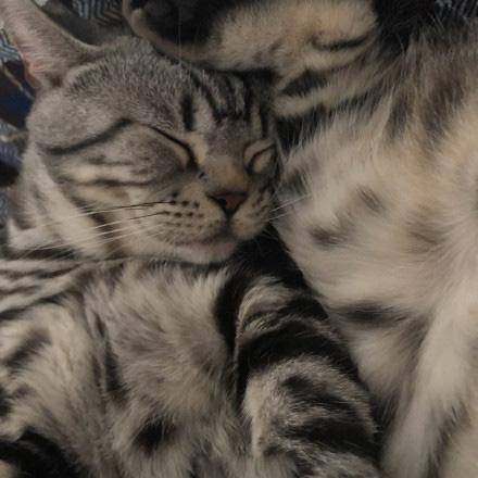 那些宠物的奇葩睡姿,最奇葩的宠物睡姿图