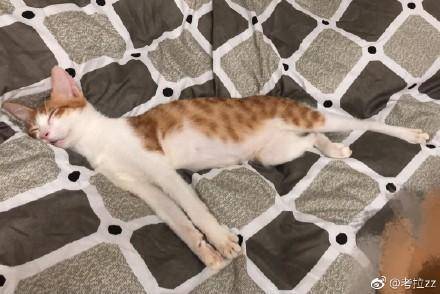 那些宠物的奇葩睡姿,最奇葩的宠物睡姿图