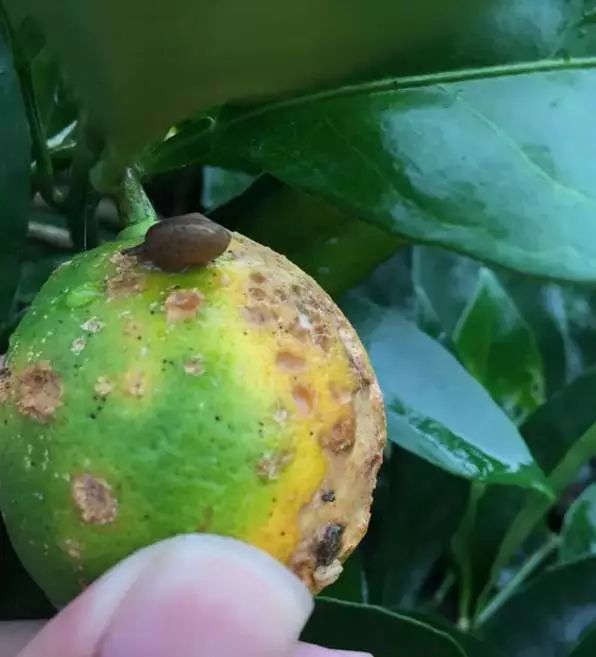 柑橘常见虫子有哪些,蜗牛危害柑橘是怎样的