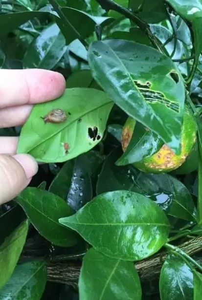 柑橘常见虫子有哪些,蜗牛危害柑橘是怎样的