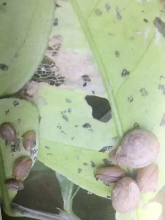 柑橘常见虫子有哪些,蜗牛危害柑橘是怎样的