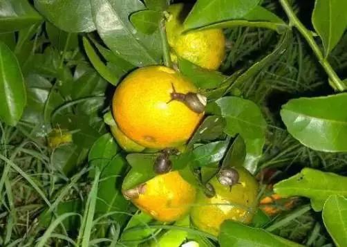 柑橘常见虫子有哪些,蜗牛危害柑橘是怎样的