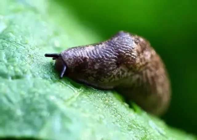 柑橘常见虫子有哪些,蜗牛危害柑橘是怎样的