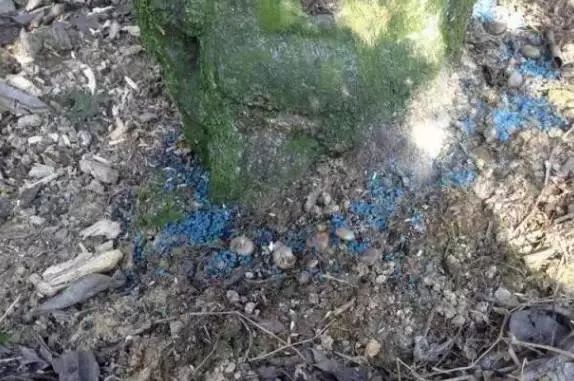 柑橘常见虫子有哪些,蜗牛危害柑橘是怎样的