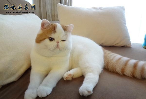 加菲猫好养不好养,加菲猫好养吗怎么养