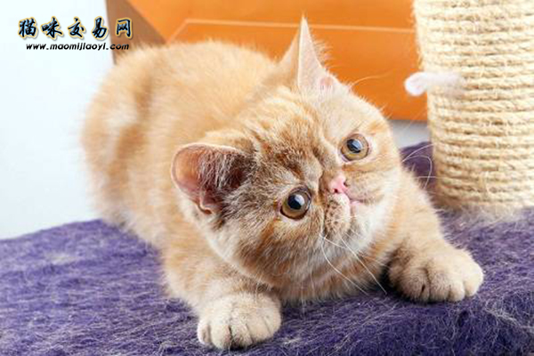加菲猫好养不好养,加菲猫好养吗怎么养