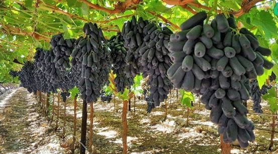 这种蓝宝石葡萄,又叫月光之泪(moondrops),你吃过吗