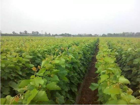 这种蓝宝石葡萄,又叫月光之泪(moondrops),你吃过吗