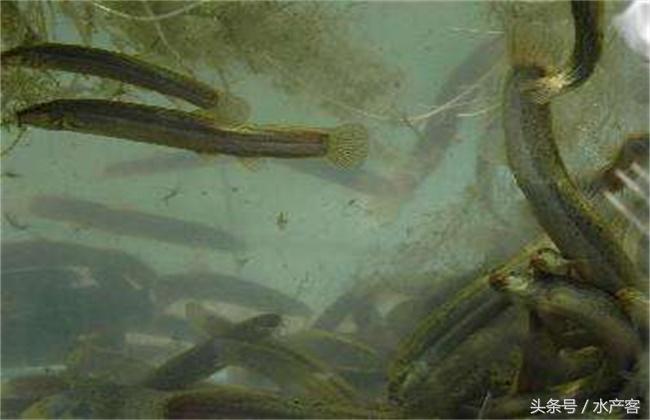 泥鳅养殖前景和利润如何,泥鳅养殖成本和利润